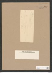 Pleurosigma smithii Grun. (de-Toni-Nr.: Genus 13, Species 1081) Zeichnungen Sammlung Grunow Nr. 1979 (NHMW-BOT-W0369127)